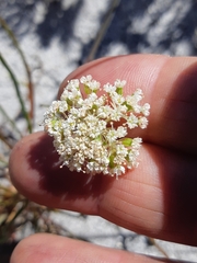 Dasispermum