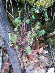 Petrosedum