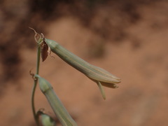 Dipcadi brevifolium