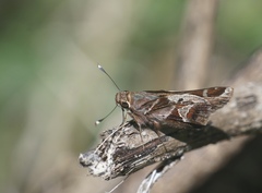 Thespieus macareus