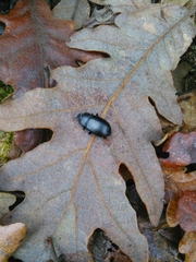 Coelometopus clypeatus