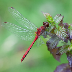 Sympetrum rubicundulum