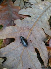 Coelometopus clypeatus