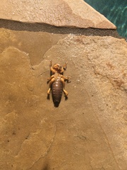 Ammopelmatus