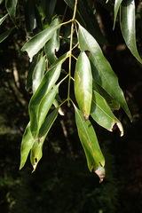 Cinnamomum insularimontanum