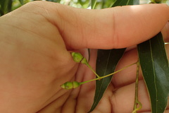 Cinnamomum insularimontanum