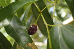 Cinnamomum insularimontanum
