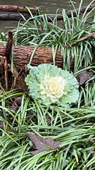 Brassica oleracea