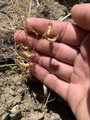 Astragalus amphioxys