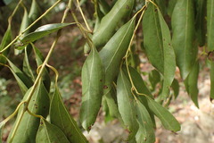 Cinnamomum insularimontanum