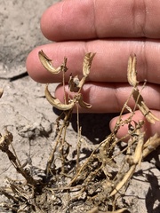 Astragalus amphioxys