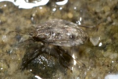 Saldinae