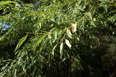 Cinnamomum insularimontanum