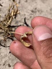 Astragalus amphioxys