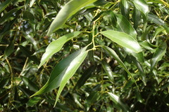 Cinnamomum insularimontanum