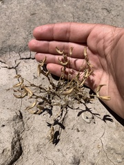 Astragalus amphioxys