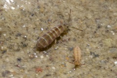 Isotomurus