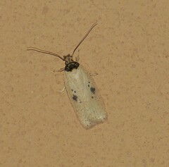 Agonopterix subpropinquella