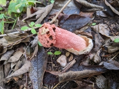 Lysurus periphragmoides