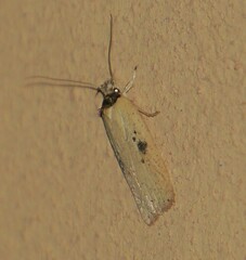 Agonopterix subpropinquella