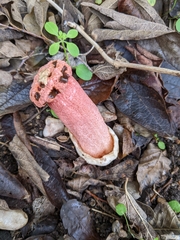 Lysurus periphragmoides