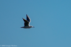 Chroicocephalus genei