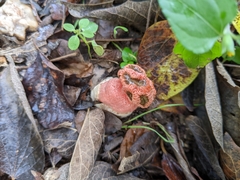 Lysurus periphragmoides