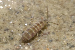 Isotomurus