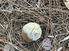 Austroboletus subflavidus