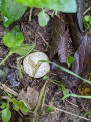 Lysurus periphragmoides