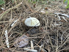 Austroboletus subflavidus