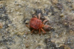 Johnstonianidae
