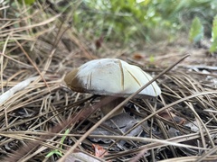 Austroboletus subflavidus