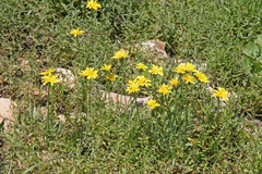 Agoseris glauca glauca