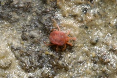 Johnstonianidae
