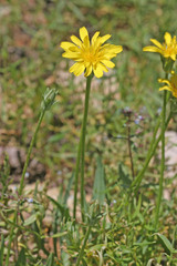 Agoseris glauca glauca