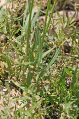 Agoseris glauca glauca