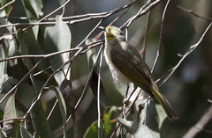 Ptilotula flavescens