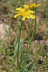 Agoseris glauca glauca