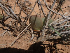 Adromischus sphenophyllus