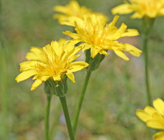 Agoseris glauca glauca