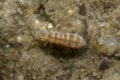 Isotomurus