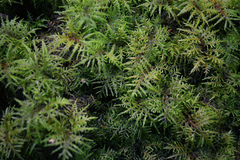 Hylocomium splendens