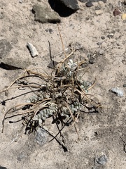 Astragalus chamaeleuce