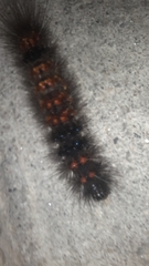 Hypercompe scribonia