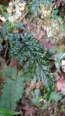 Trichomanes obscurum