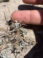 Astragalus chamaeleuce