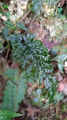 Trichomanes obscurum