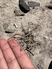 Astragalus chamaeleuce