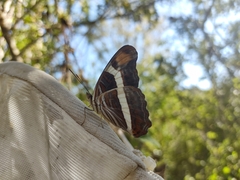 Adelpha fessonia